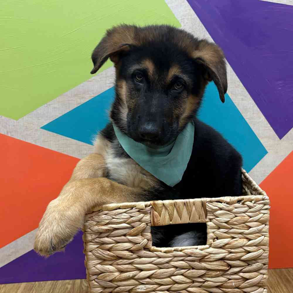 carousel pet images