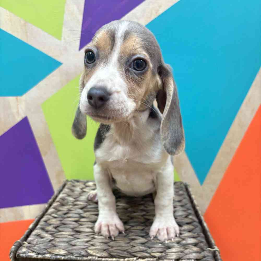 Image of a pet breed in the gallery