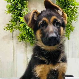 German Shepherd