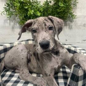 Great Dane