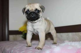 Pug