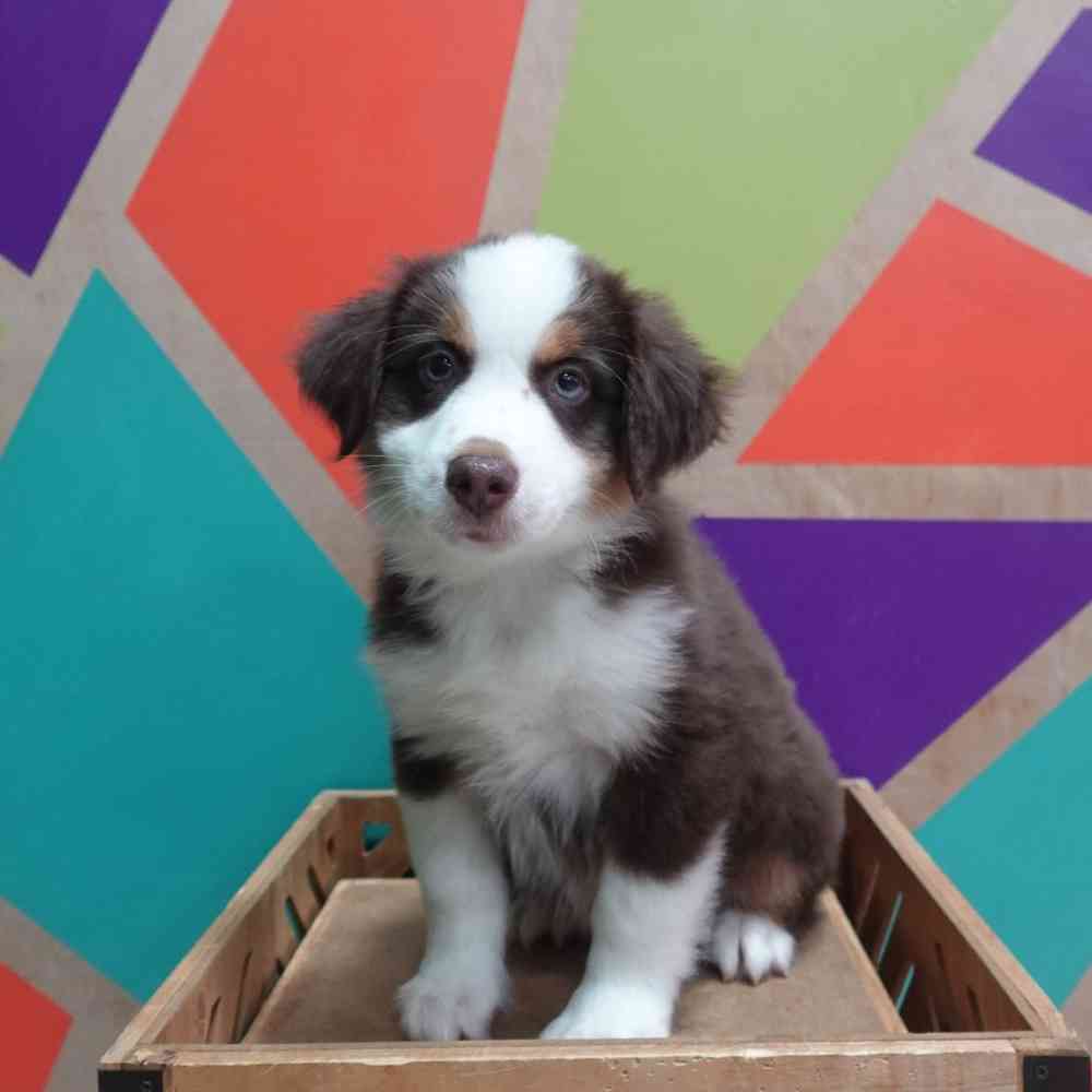 Image of a pet breed in the gallery