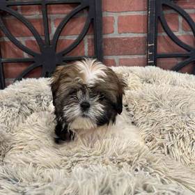 Shih Tzu