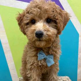 BichonPoo