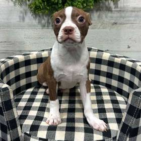 Boston Terrier