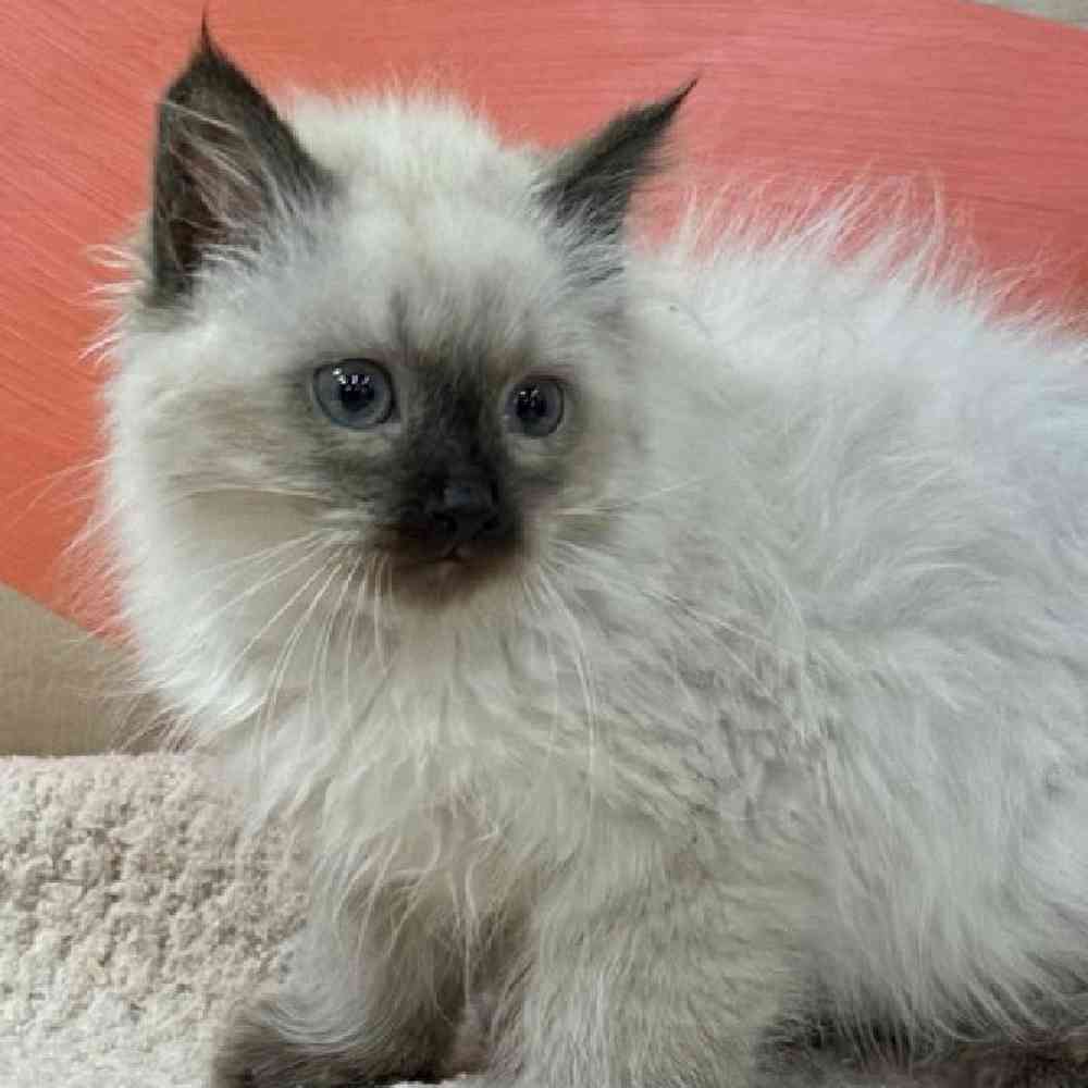 Image of a pet breed in the gallery