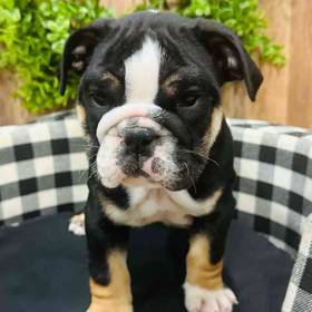 English Bulldog