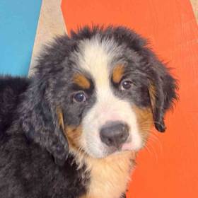 Bernese Mountain Dog