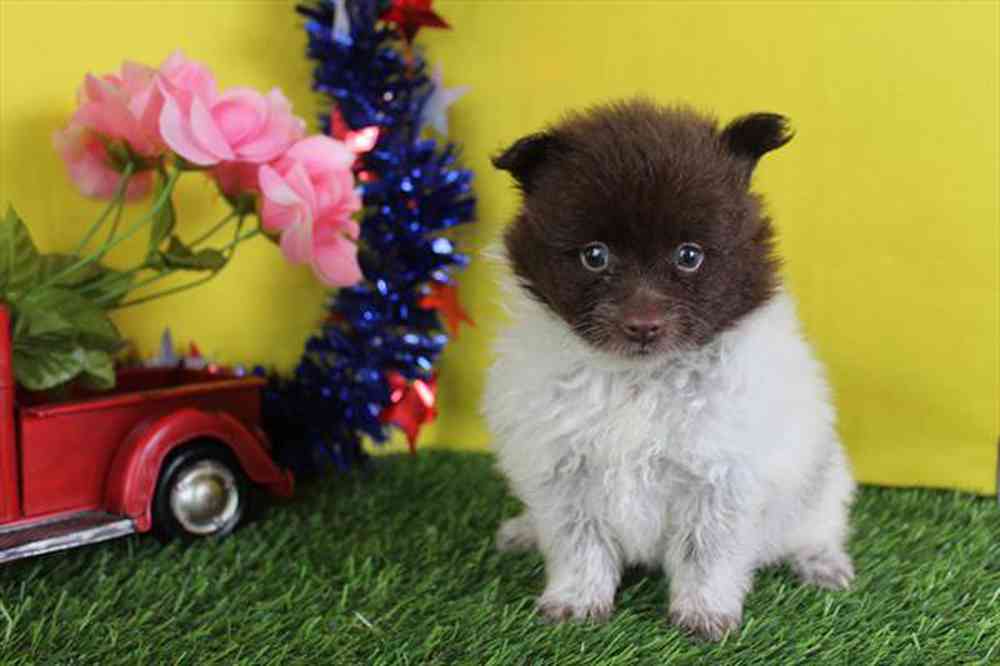 carousel pet images
