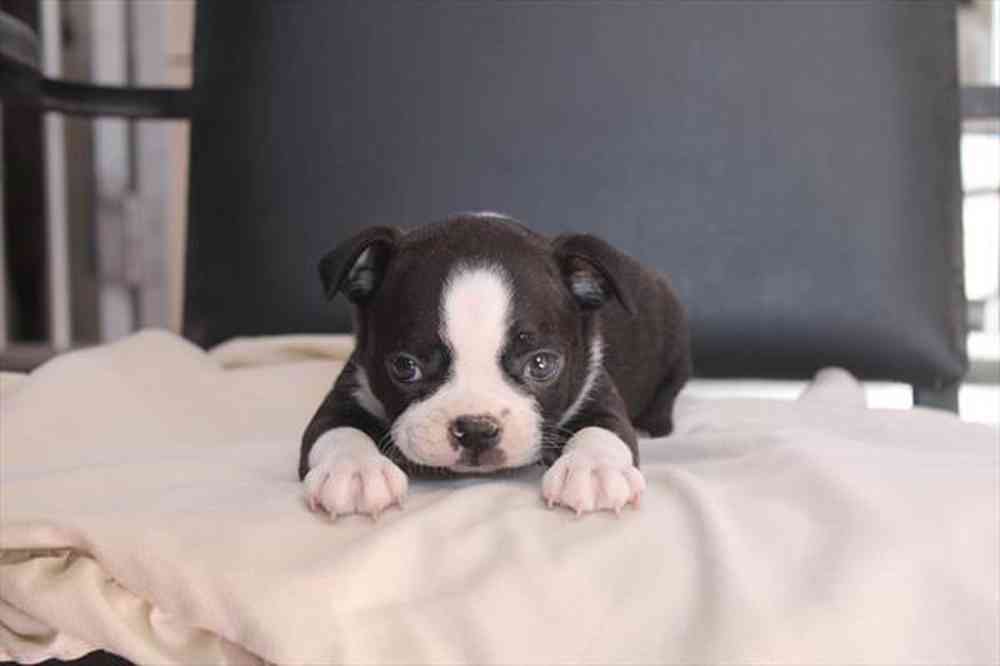 Image of a pet breed in the gallery