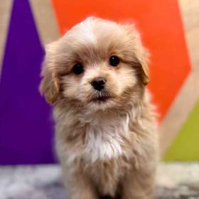 Peke-a-poo