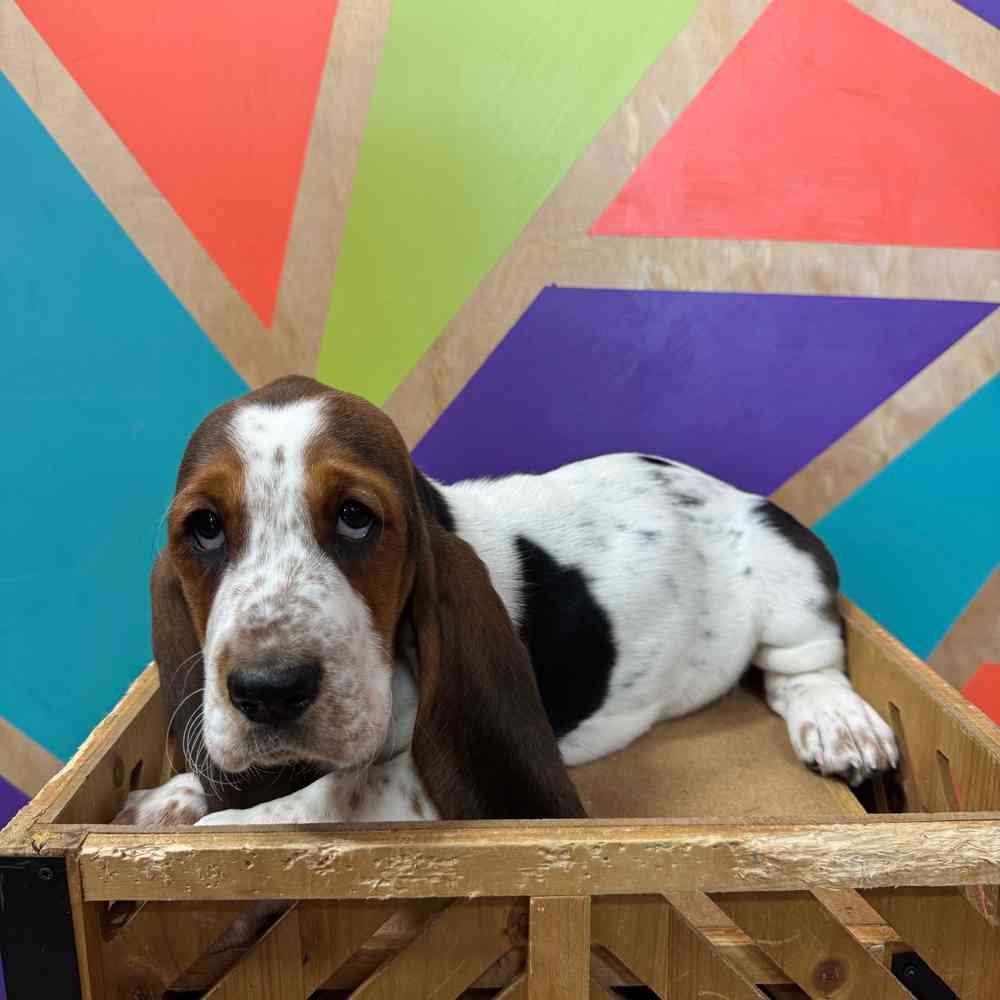 Image of a pet breed in the gallery