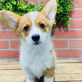 Pembroke Welsh Corgi
