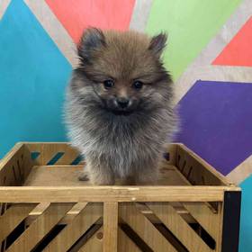 Pomeranian