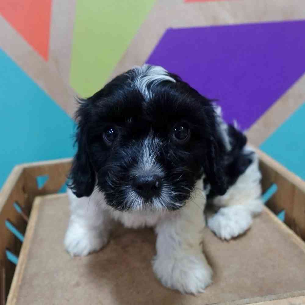 carousel pet images