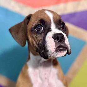 Boxer
