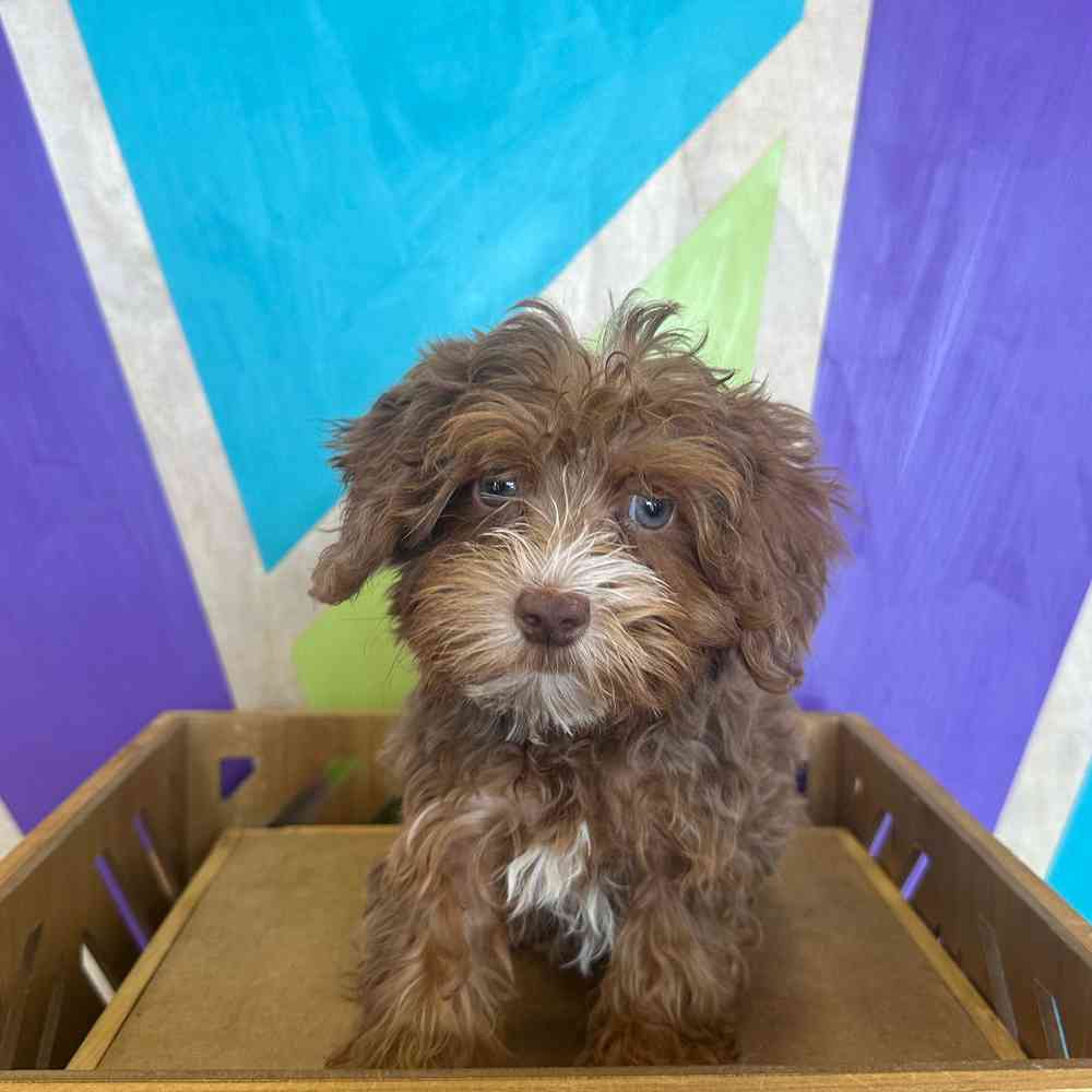 carousel pet images