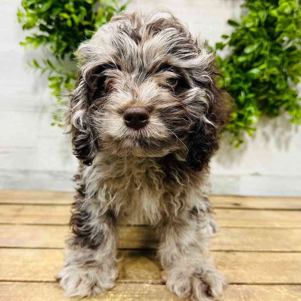 Male Cockapoo Puppy for Sale in Fayetteville AR