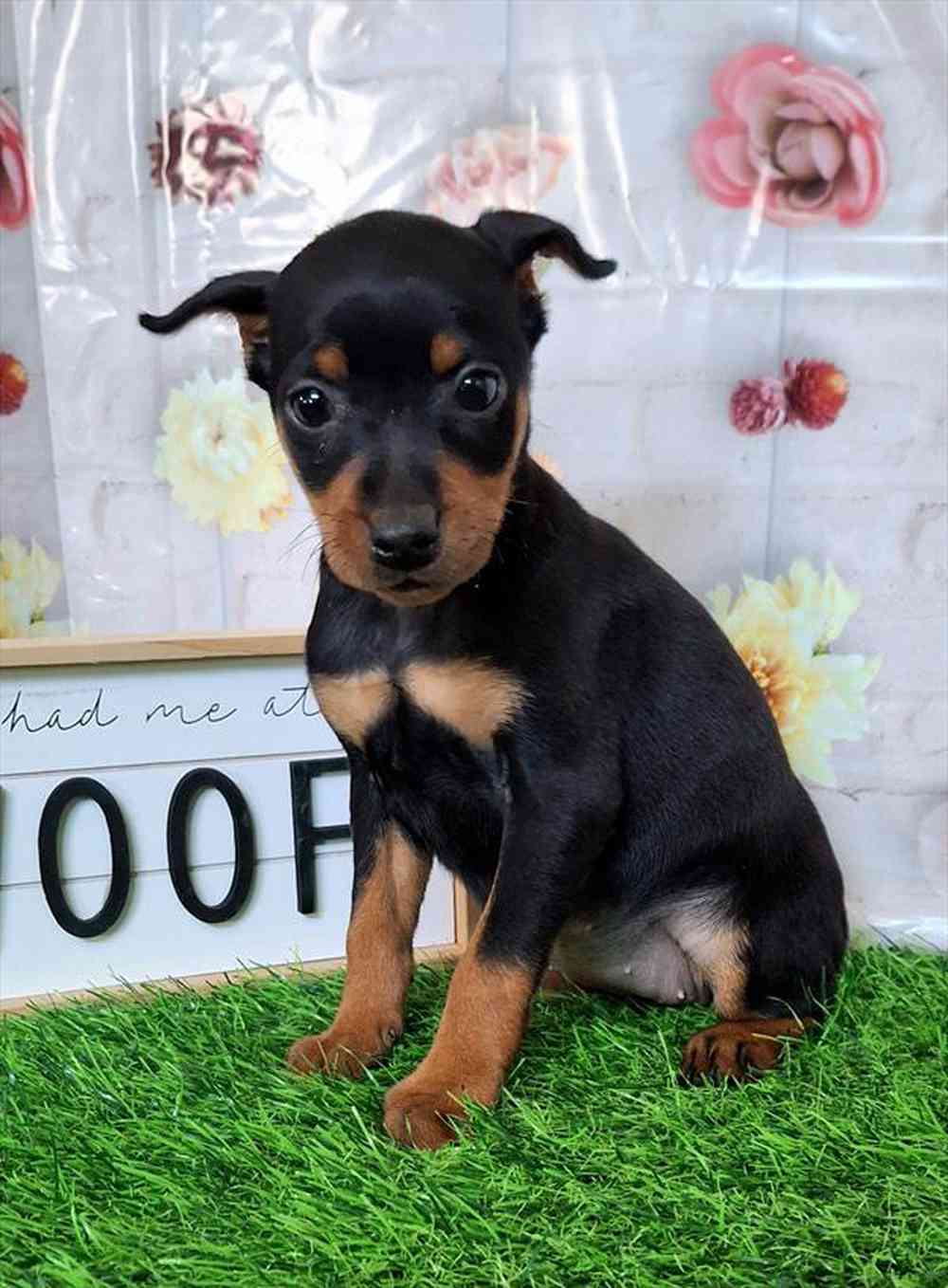 carousel pet images