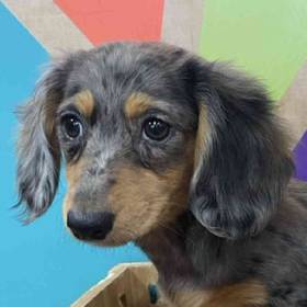 Mini Dachshund