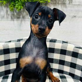 Min Pin