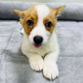 Pembroke Welsh Corgi