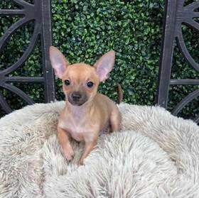 Chihuahua