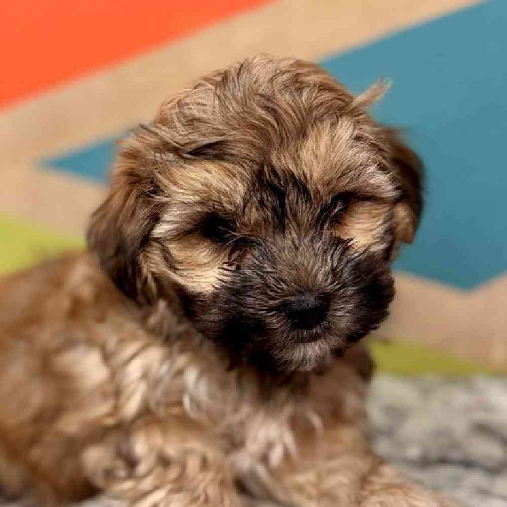 carousel pet images