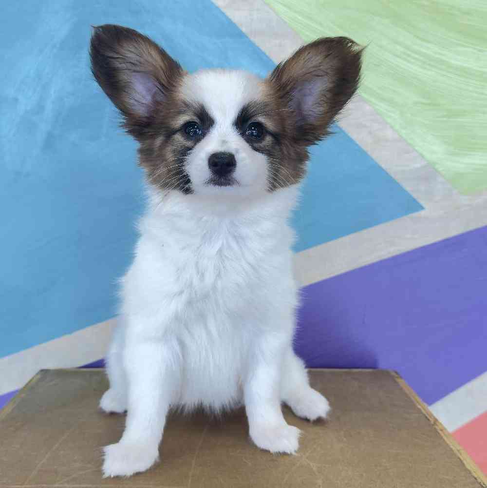Female Papillon Puppy for Sale in Rogers, AR