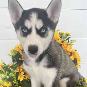 Siberian Husky