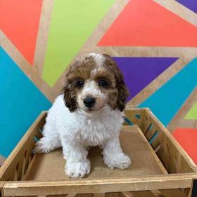 Mini Poodle