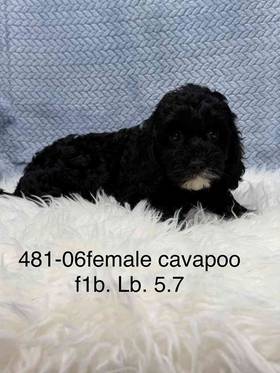Cavapoo