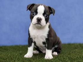 Boston Terrier