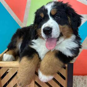 Bernese Mountain Dog