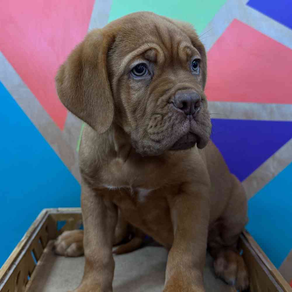 Image of a pet breed in the gallery