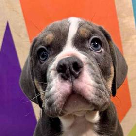 Mini Bulldog
