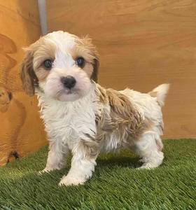 Cavapoo