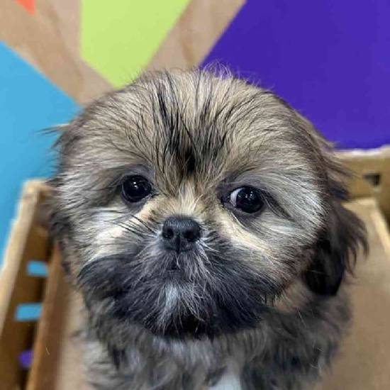 Hershey