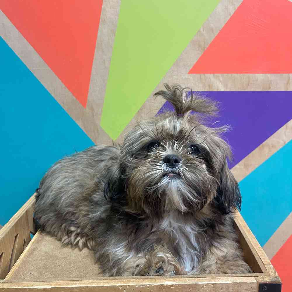 carousel pet images