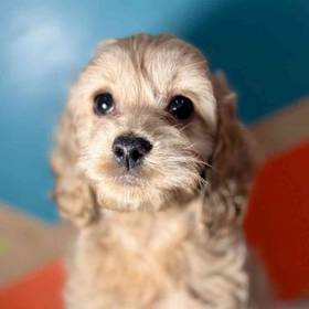 Cockapoo