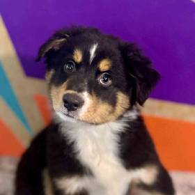 Miniature American Shepherd
