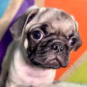 Pug
