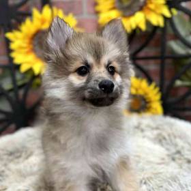 Pomsky