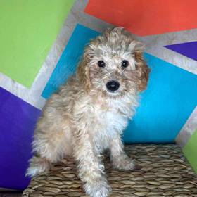 Poodle
