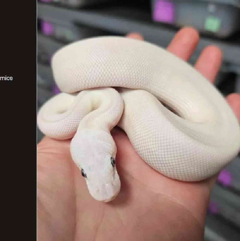 Female Ball Python Reptile for Sale in Joplin, MO