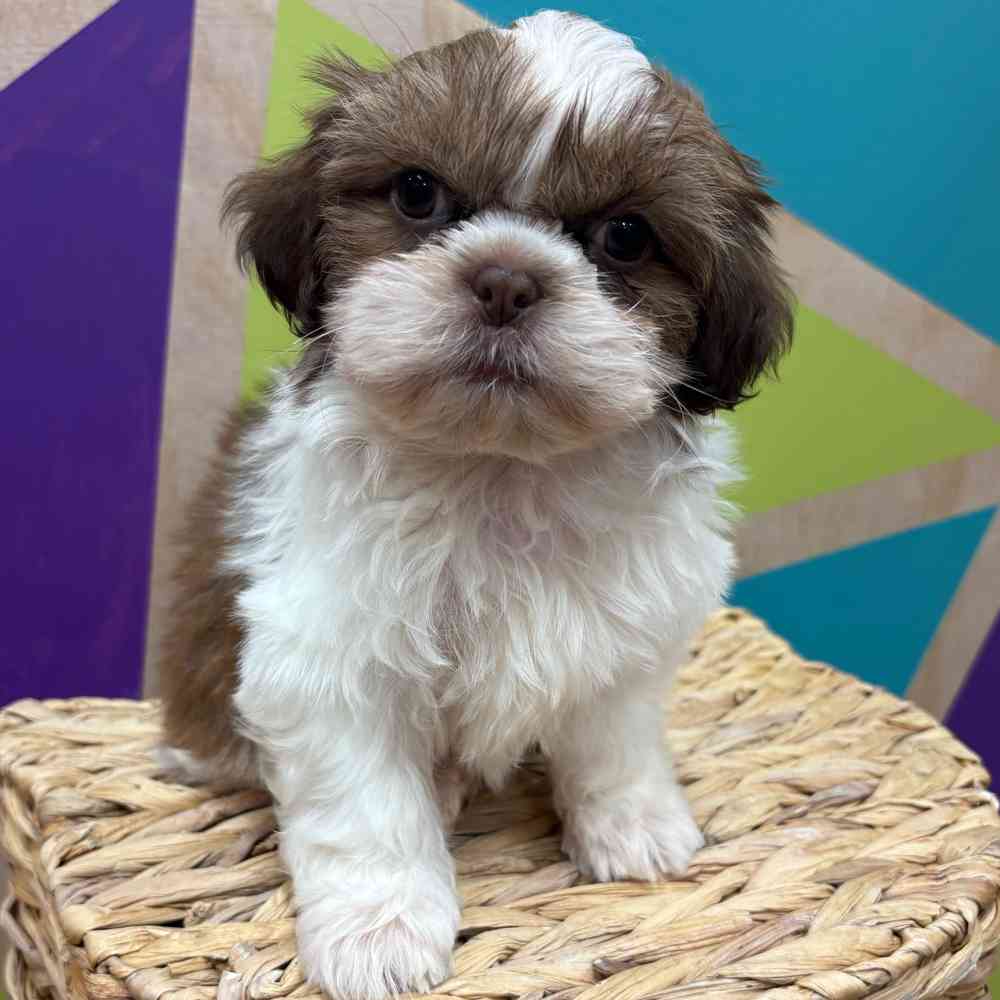 Image of a pet breed in the gallery