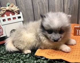 Pomeranian