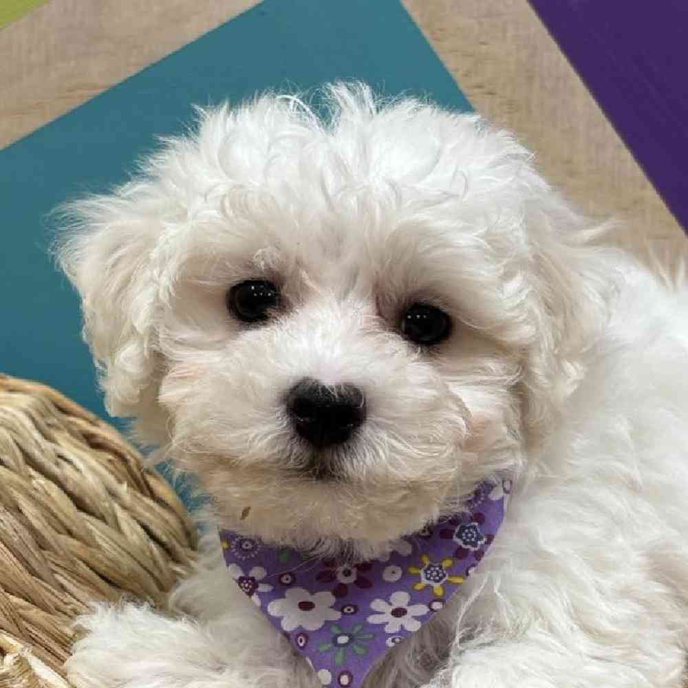 carousel pet images