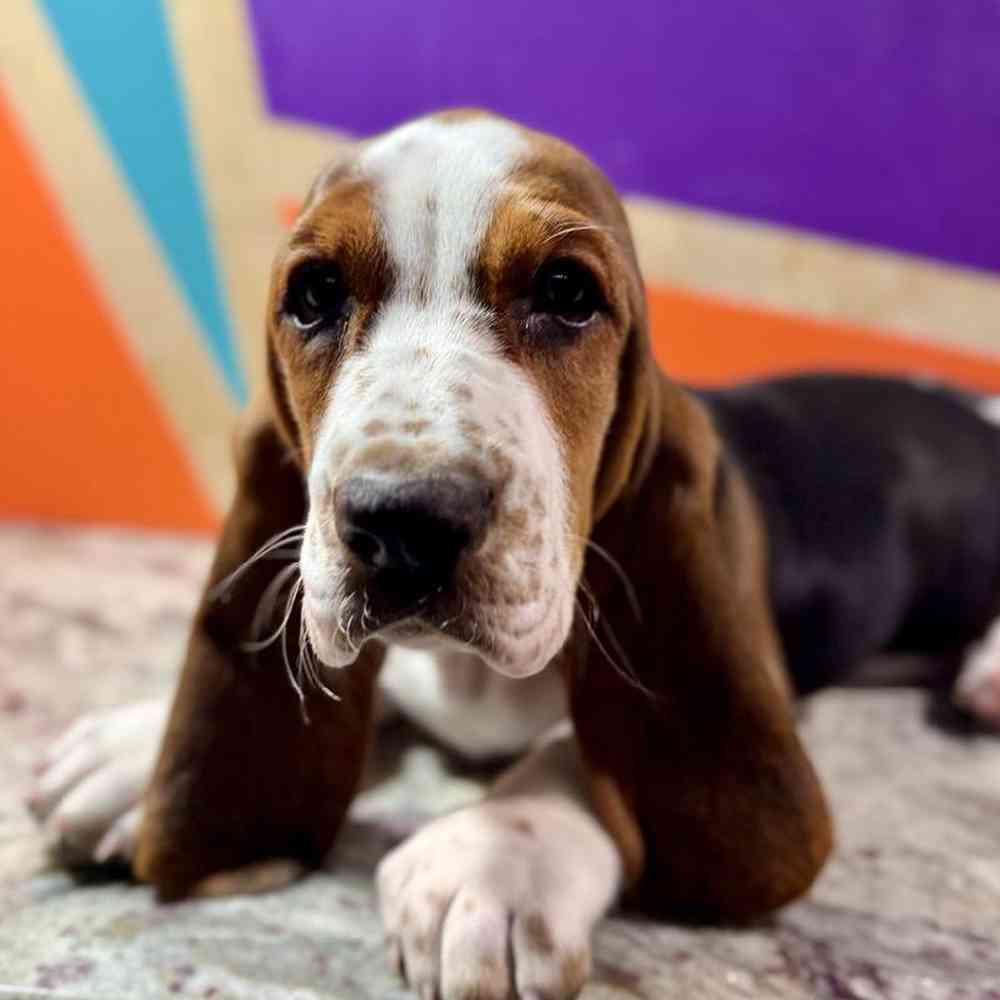 Female Basset Hound Puppy for Sale in Rogers, AR