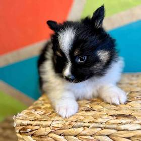 Pomeranian